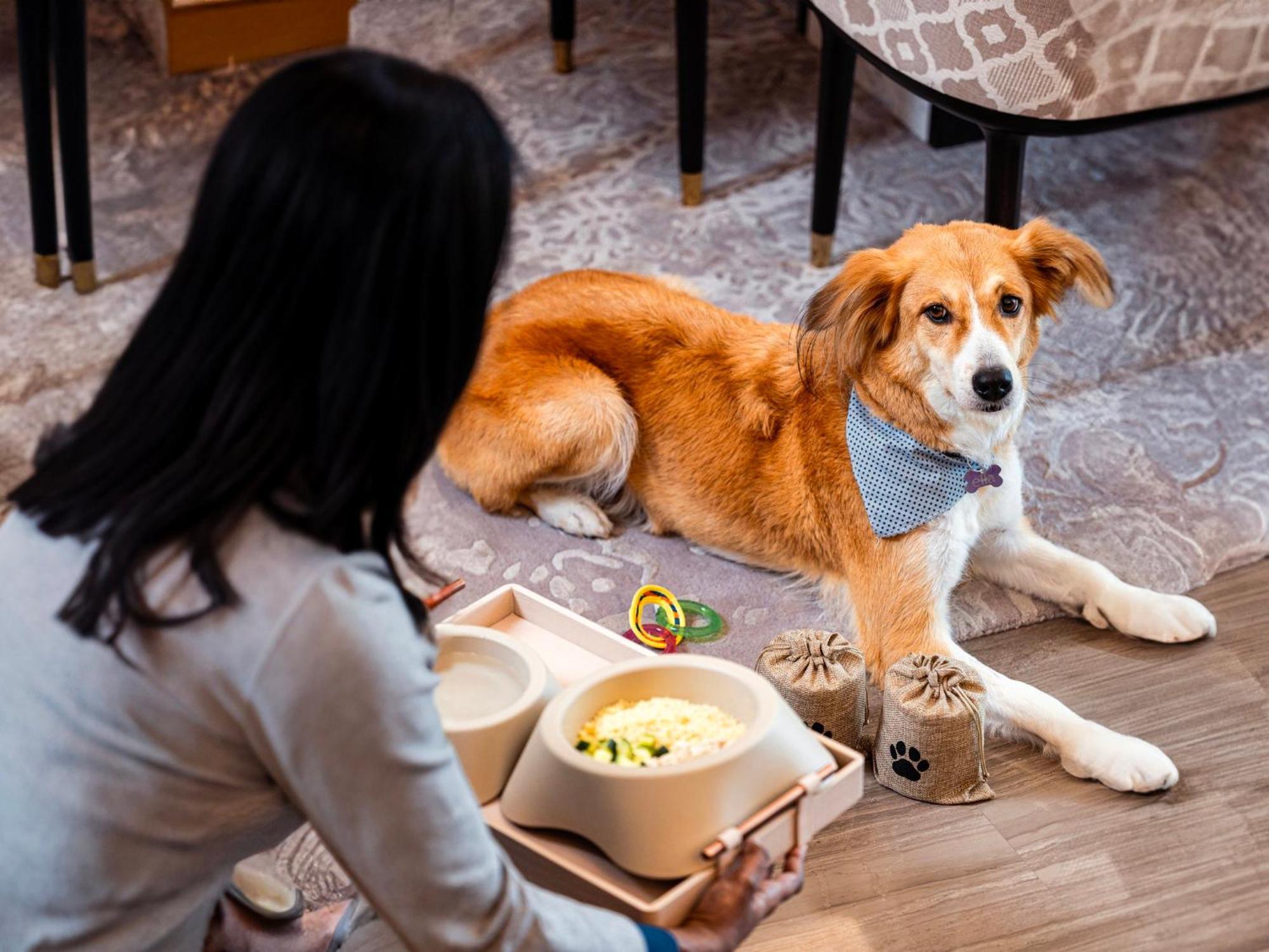 Abesq Doha Hotel And Residences, An Ihg Hotel Exteriör bild A dog at the Four Seasons Hotel, Hong Kong